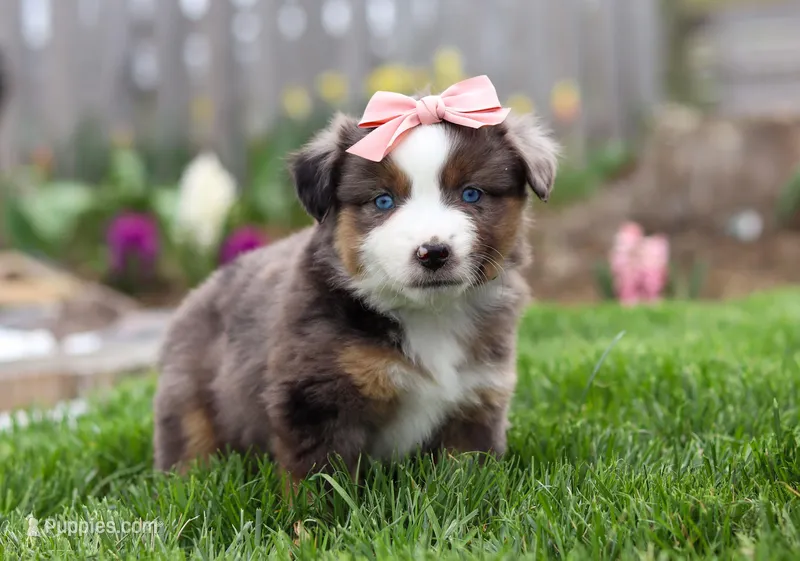 Willow, a female Miniature American Shepherd for sale in Millersburg, OH – Photo 1 of 2
