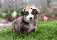 Willow, a female Miniature American Shepherd for sale in Millersburg, OH – Photo 1 of 2