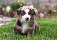 Willow, a female Miniature American Shepherd for sale in Millersburg, OH – Photo 2 of 2