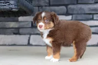 Connor, a male Miniature Australian Shepherd for sale in Millersburg, OH – 10 of 10