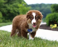 Winky, a male Miniature American Shepherd for sale in Millersburg, OH – Photo 5 of 6