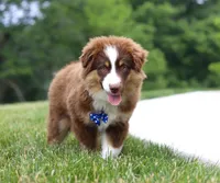 Winky, a male Miniature American Shepherd for sale in Millersburg, OH – Photo 1 of 6