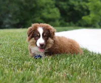 Winky, a male Miniature American Shepherd for sale in Millersburg, OH – Photo 2 of 6