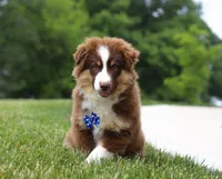 Winky, a male Miniature American Shepherd for sale in Millersburg, OH – Photo 3 of 6