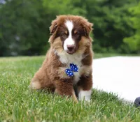 Winky, a male Miniature American Shepherd for sale in Millersburg, OH – Photo 6 of 6