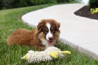 Winky, a male Miniature American Shepherd for sale in Millersburg, OH – Photo 4 of 6