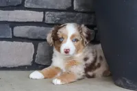 Corry, a male Miniature Australian Shepherd for sale in Millersburg, OH – 3 of 10