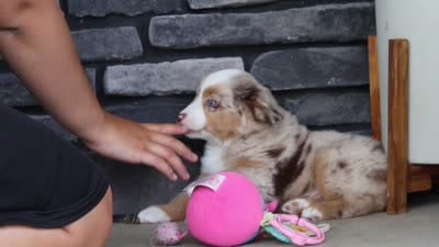 Corry, a male Miniature Australian Shepherd for sale in Millersburg, OH – 10 of 10