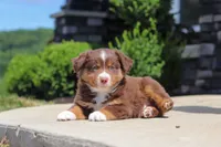 Connor, a male Miniature Australian Shepherd for sale in Millersburg, OH – 4 of 10