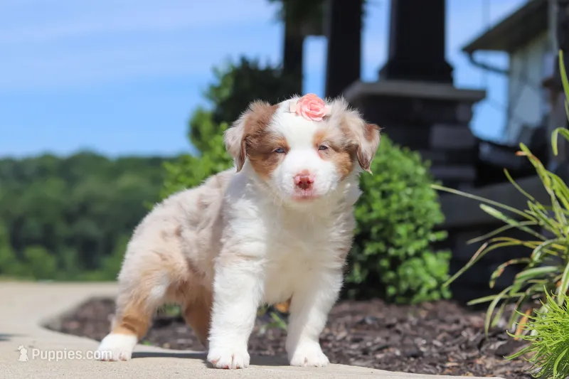 Cassie – Miniature Australian Shepherd puppy for sale in Millersburg, OH