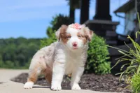 Cassie, a female Miniature Australian Shepherd for sale in Millersburg, OH – 1 of 7