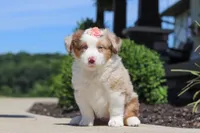 Cassie, a female Miniature Australian Shepherd for sale in Millersburg, OH – 6 of 7