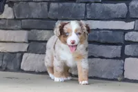 Corry, a male Miniature Australian Shepherd for sale in Millersburg, OH – 4 of 10