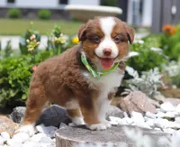 Zion, a male Australian Shepherd for sale in Millersburg, OH – Photo 2 of 8