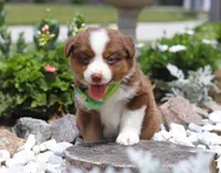Zion, a male Australian Shepherd for sale in Millersburg, OH – Photo 6 of 8