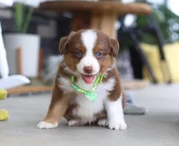 Zion, a male Australian Shepherd for sale in Millersburg, OH – Photo 3 of 8