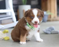 Zion, a male Australian Shepherd for sale in Millersburg, OH – Photo 7 of 8