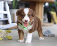 Zion, a male Australian Shepherd for sale in Millersburg, OH – Photo 4 of 8