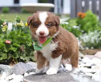 Zion, a male Australian Shepherd for sale in Millersburg, OH – Photo 8 of 8