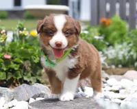 Zion, a male Australian Shepherd for sale in Millersburg, OH – Photo 5 of 8