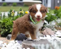 Zion, a male Australian Shepherd for sale in Millersburg, OH – Photo 1 of 8