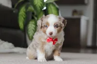 Austin, a male Miniature Australian Shepherd for sale in Millersburg, OH – Photo 5 of 6