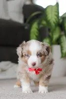 Austin, a male Miniature Australian Shepherd for sale in Millersburg, OH – Photo 6 of 6