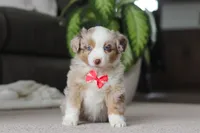 Austin, a male Miniature Australian Shepherd for sale in Millersburg, OH – Photo 1 of 6