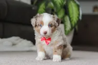 Austin, a male Miniature Australian Shepherd for sale in Millersburg, OH – Photo 3 of 6