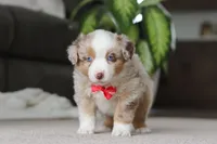 Austin, a male Miniature Australian Shepherd for sale in Millersburg, OH – Photo 4 of 6