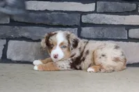 Corry, a male Miniature Australian Shepherd for sale in Millersburg, OH – 8 of 10