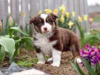 Whitey, a male Miniature American Shepherd for sale in Millersburg, OH – Photo 8 of 8