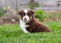 Whitey, a male Miniature American Shepherd for sale in Millersburg, OH – Photo 2 of 8