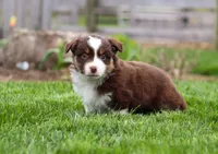 Whitey, a male Miniature American Shepherd for sale in Millersburg, OH – Photo 4 of 8