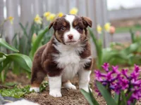 Whitey, a male Miniature American Shepherd for sale in Millersburg, OH – Photo 7 of 8