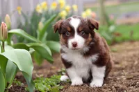 Whitey, a male Miniature American Shepherd for sale in Millersburg, OH – Photo 3 of 8