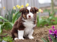 Whitey, a male Miniature American Shepherd for sale in Millersburg, OH – Photo 1 of 8