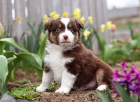 Whitey, a male Miniature American Shepherd for sale in Millersburg, OH – Photo 6 of 8