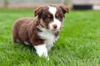 Whitey, a male Miniature American Shepherd for sale in Millersburg, OH – Photo 5 of 8