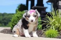 Callie, a female Miniature Australian Shepherd for sale in Millersburg, OH – 4 of 8
