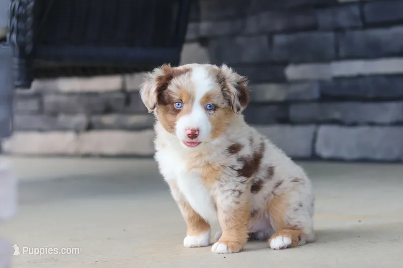 Corry – Miniature Australian Shepherd puppy for sale in Millersburg, OH
