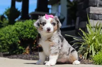 Callie, a female Miniature Australian Shepherd for sale in Millersburg, OH – 6 of 8