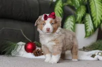 Allie, a female Miniature Australian Shepherd for sale in Millersburg, OH – Photo 2 of 7