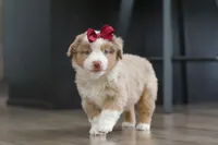 Allie, a female Miniature Australian Shepherd for sale in Millersburg, OH – Photo 7 of 7