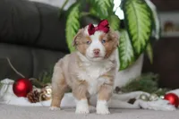 Allie, a female Miniature Australian Shepherd for sale in Millersburg, OH – Photo 3 of 7