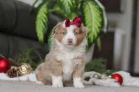 Allie, a female Miniature Australian Shepherd for sale in Millersburg, OH – Photo 4 of 7