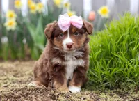 Wendy, a female Miniature American Shepherd for sale in Millersburg, OH – Photo 2 of 6