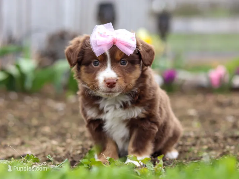 Wendy, a female Miniature American Shepherd for sale in Millersburg, OH – Photo 1 of 6