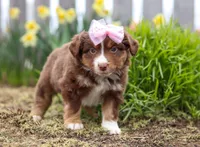 Wendy, a female Miniature American Shepherd for sale in Millersburg, OH – Photo 4 of 6