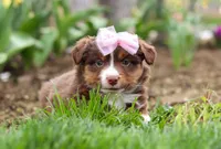 Wendy, a female Miniature American Shepherd for sale in Millersburg, OH – Photo 6 of 6